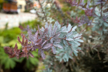 Acacia mimosa - Selective focus on a Acacia baileyana Rubra growing in the garden