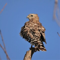 Red-shouldered Hawk Perched and watchful UF Gainesville Lake Apopka