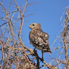 Red-shouldered Hawk Perched and watchful UF Gainesville Lake Apopka