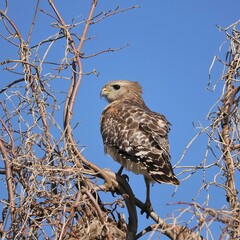Red-shouldered Hawk Perched and watchful UF Gainesville Lake Apopka