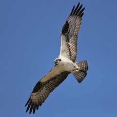 Obraz premium Osprey Hunting Lake Apopka Wildlife Drive