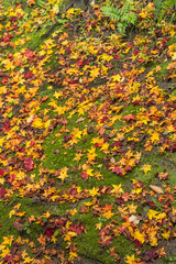 日本　京都府京都市にある永観堂禅林寺の紅葉