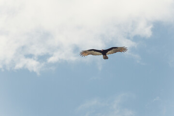 Vulture