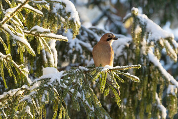A watchful Eurasian jay perched on a snowy Spruce branch on a cold and sunny winter day in Estonia, Northern Europe	