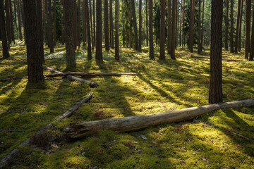 A sunny day in a Pine forest with some dead wood lying on the ground in Northern Latvia, Europe	