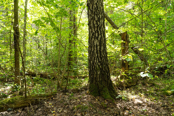 Fototapeta na wymiar A lush and greenish old-growth deciduous forest on a late summer day in Northern Latvia 