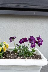 玄関先のパンジー