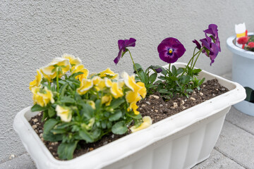 玄関先のパンジー