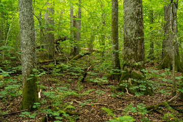 Fototapeta premium A lush Oak forest on a summer day in Northern Latvia, Europe