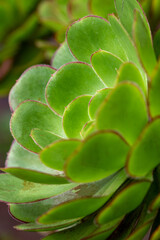 Green Aeonium
