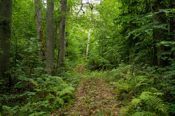 Fototapeta na wymiar A small path leading through a lush mixed forest in Northern Latvia, Europe 