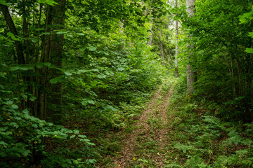Fototapeta premium A small path leading through a lush mixed forest in Northern Latvia, Europe 