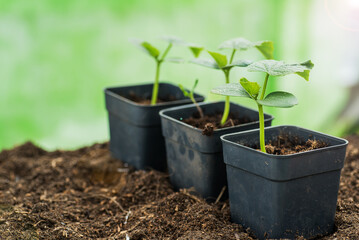 Potted seedlings produce the first leaf. Season of preparation for spring planting. Macro, selective focus, blurred background.