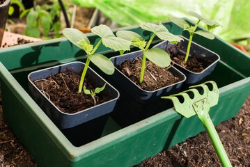 Young seedlings in pots. Season of preparation for spring planting. Macro, selective focus, blurred background. Space for text.