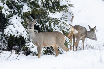 Two Roe deer standing next to a snowy Spruce in a boreal forest in Estonia, Northern Europe