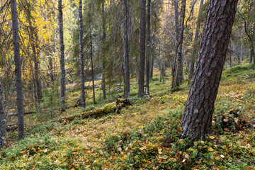A pristine mixed taiga woodland with deadwood on forest floor on an autumn day in Oulanka National Park, Northern Finland	
