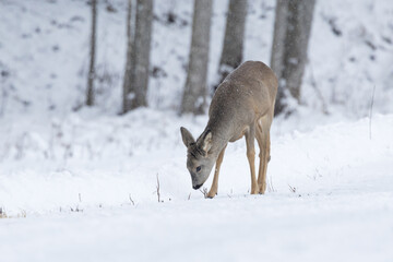 A lonely Roe deer searching for food on a snowy winter day in rural Estonia, Northern Europe