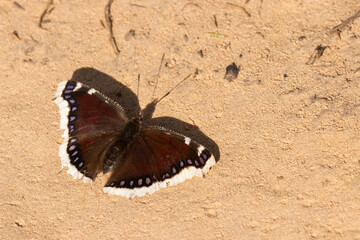 Camberwell beauty butterfly resting and standing still with wings open on a sandy ground in Estonia, Northern Europe