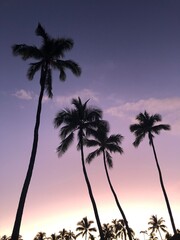 Fototapeta na wymiar Hawaii Island Palm Trees in Sunset