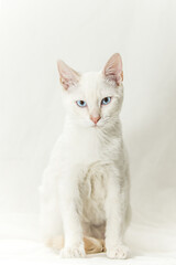 A white kitten with pretty blue eyes posing seriously for the photo