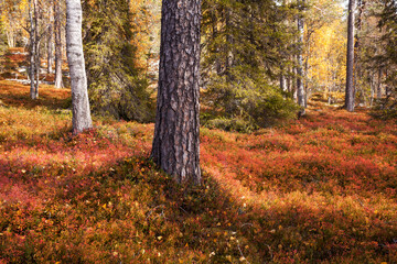 Fototapeta premium An autumnal old-growth taiga forest with vibrant and colorful forest floor during fall foliage in Northern Finland near Salla. 