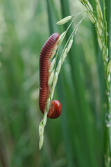 millipede on the rice tree