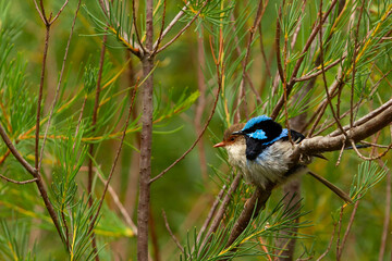 Male and female superb fairy wren  sitting next to the other on a tree branch