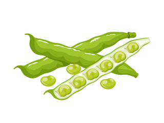 Vector illustration, broad beans or Vicia faba, isolated on white background.