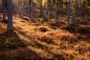 Obraz premium An autumnal old-growth taiga forest with vibrant and colorful forest floor during fall foliage in Northern Finland near Salla. 