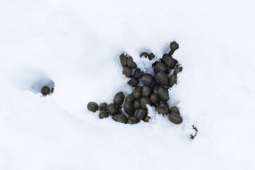 Small, nearly black and glossy Roe deer droppings in snow in Estonia, Northern Europe © adamikarl