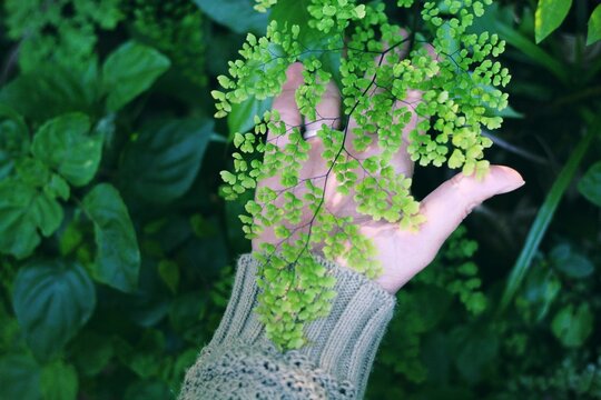 plantas para areas externas, avenca.