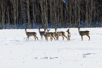 A herd of Roe deer standing still on a snowy field on a sunny winter day in Estonia, Northern Europe	