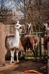 Obraz premium cute llamas in mudchute farm park