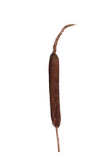 branch of bulrush on a white background , isolated, dried flower © tasslo.studio