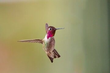 Fototapeta na wymiar A male Anna's Hummingbird (Calypte anna) hovering mid air, Arizona.