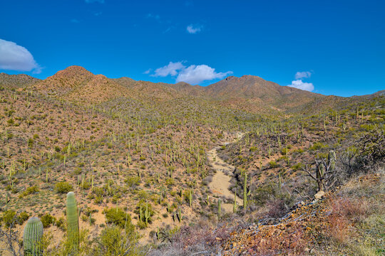 View of King Canyon Wash in Saguaro National Park, Tucson Arizona.