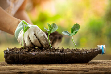 Young green plants in plastic bottle. Human hands planting sprouts of pumpkin seedlings in...
