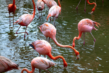 The flamingos in safari park of Phu Quoc island, Kien Giang province, Vietnam