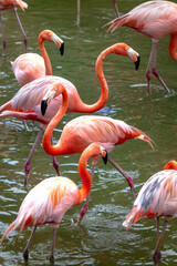 The flamingos in safari park of Phu Quoc island, Kien Giang province, Vietnam