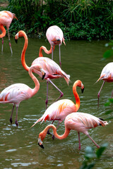 The flamingos in safari park of Phu Quoc island, Kien Giang province, Vietnam