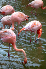 The flamingos in safari park of Phu Quoc island, Kien Giang province, Vietnam