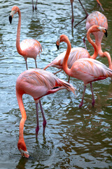 The flamingos in safari park of Phu Quoc island, Kien Giang province, Vietnam