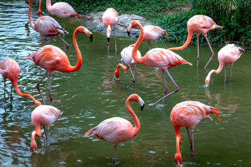 The flamingos in safari park of Phu Quoc island, Kien Giang province, Vietnam