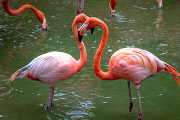 The flamingos in safari park of Phu Quoc island, Kien Giang province, Vietnam