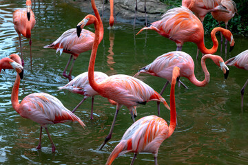 The flamingos in safari park of Phu Quoc island, Kien Giang province, Vietnam