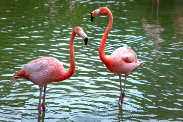 The flamingos in safari park of Phu Quoc island, Kien Giang province, Vietnam