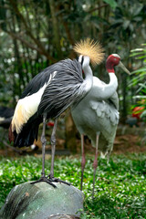 Red-crowned crane in the zoo in Phu Quoc, Vietnam