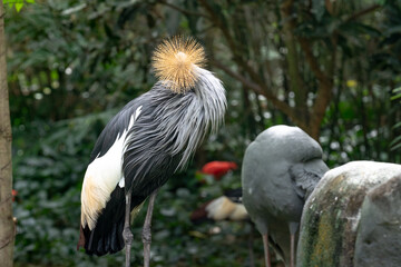 Red-crowned crane in the zoo in Phu Quoc, Vietnam