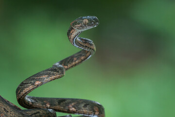 Bengkulu cat snake Boiga bengkuluensis endemic to bengkulu province indonesia on defensive position with bokeh background 