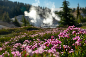 Mountain Heather Bloom Near Bumpass Hell In Lassen